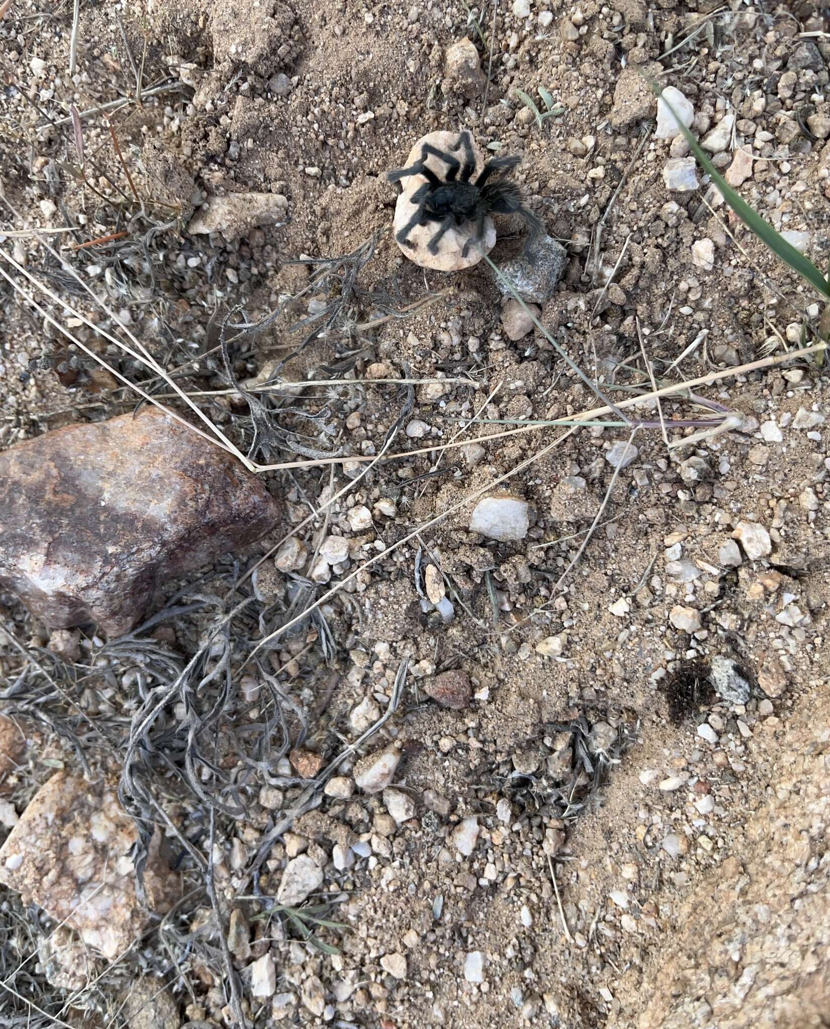 Image of Aphonopelma saguaro Hamilton 2016