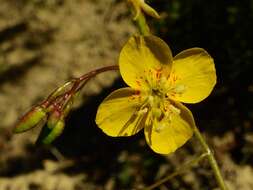 Image of Chylismia scapoidea Nutt. ex Torr. & Gray