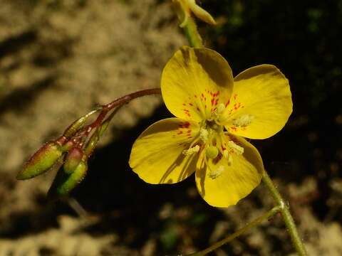 Image de Chylismia scapoidea Nutt. ex Torr. & Gray