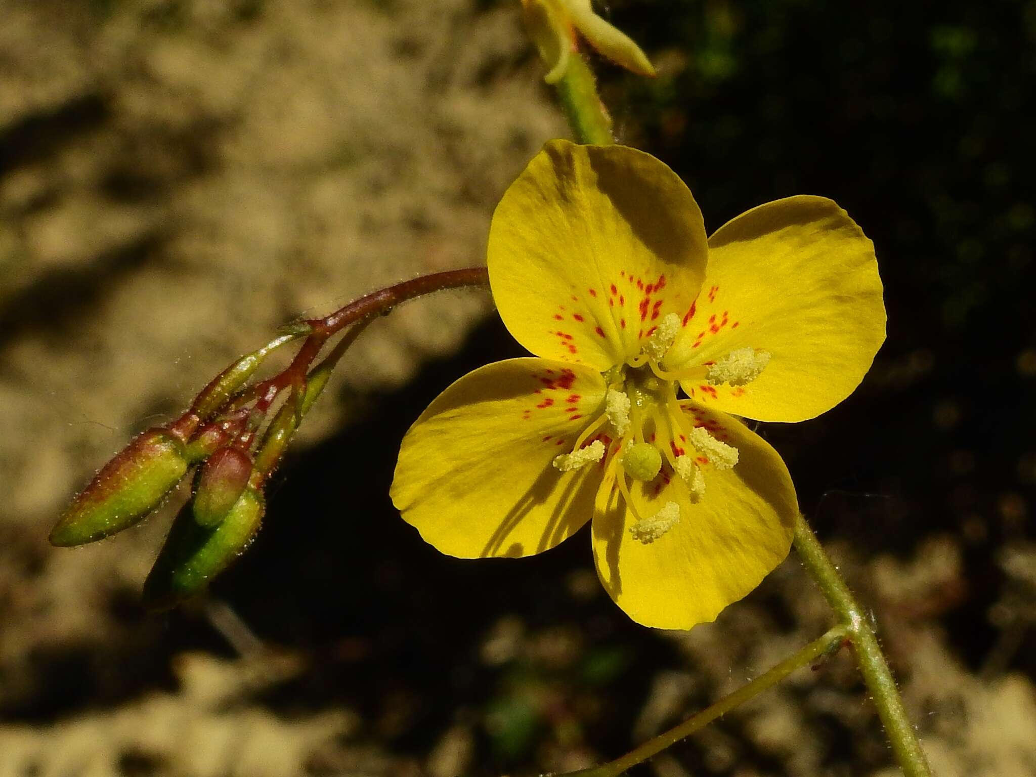 Chylismia scapoidea Nutt. ex Torr. & Gray resmi