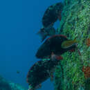 Image of Agassiz&#39;s parrotfish