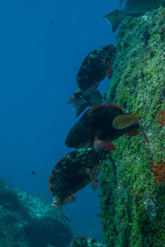 Image of Agassiz&#39;s parrotfish