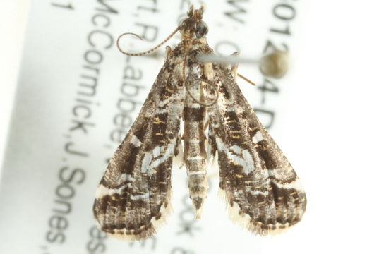 Image of <i>Diasemiopsis ramburialis</i> Duponchel 1834