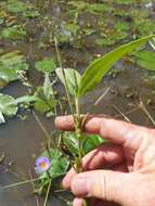 Image de Persicaria attenuata (R. Br.) Sojak