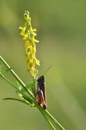 Image of woodland grasshopper