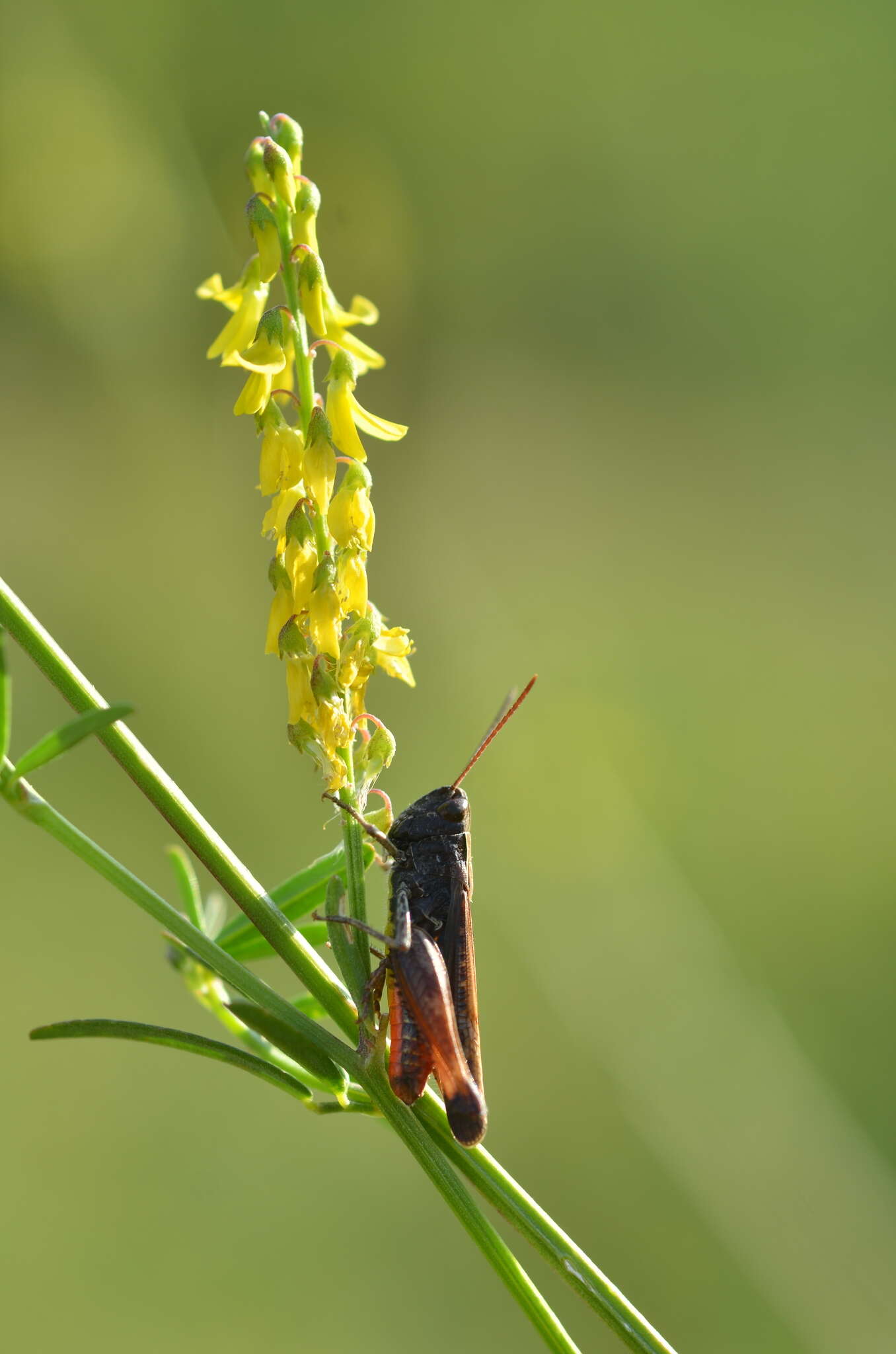 Image of woodland grasshopper