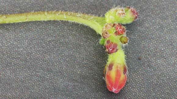 Image of Symphytum grandiflorum DC.