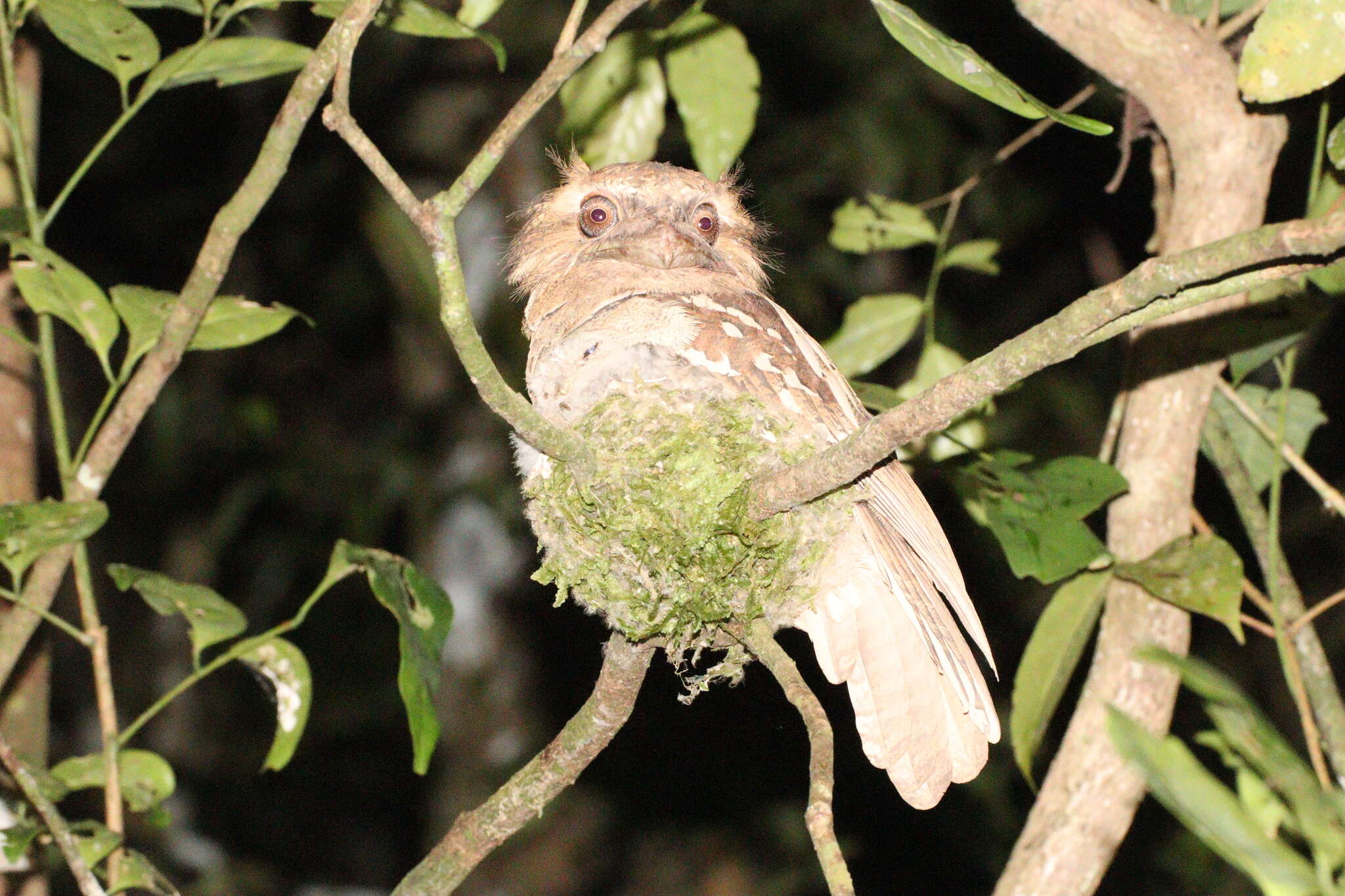 Image of Philippine Frogmouth