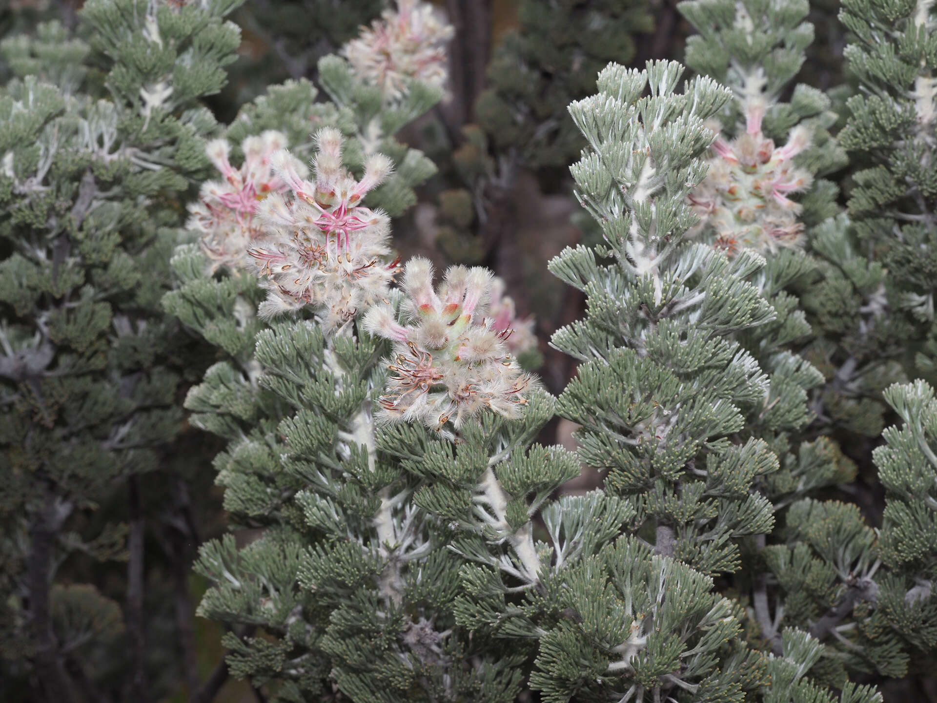 Image of Paranomus tomentosus (Phill. & Hutch.) N. E. Br.