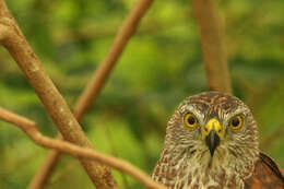 صورة Accipiter fasciatus natalis (Lister 1889)