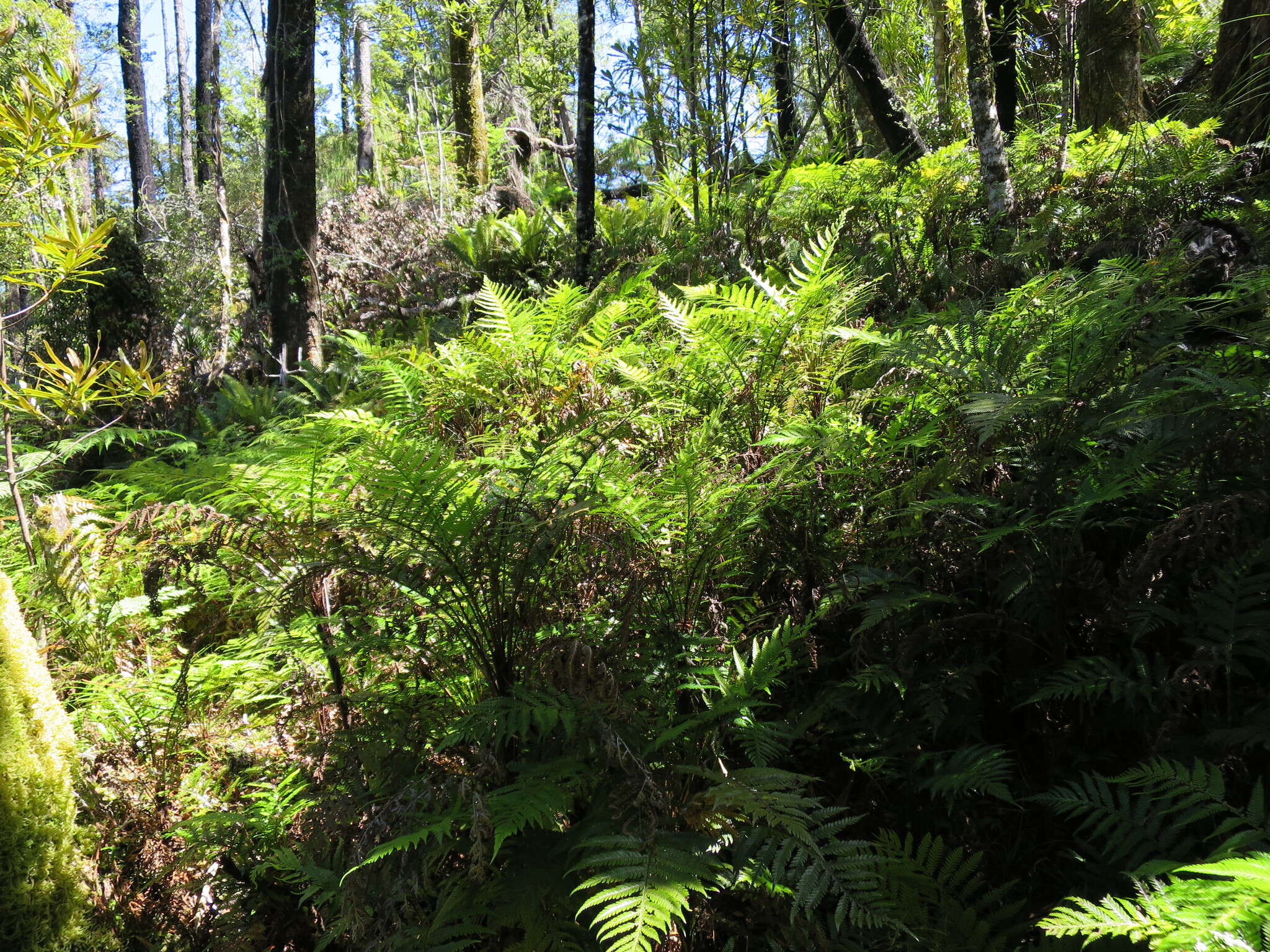 Image of Diploblechnum fraseri (A. Cunn.) De Vol