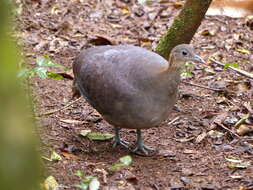 Image of Solitary Tinamou