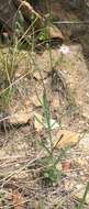 Image of Huachuca hawkweed