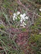 Image of prairie bishop