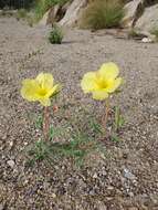 Oenothera affinis Camb. resmi