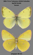 صورة Colias occidentalis Scudder 1862