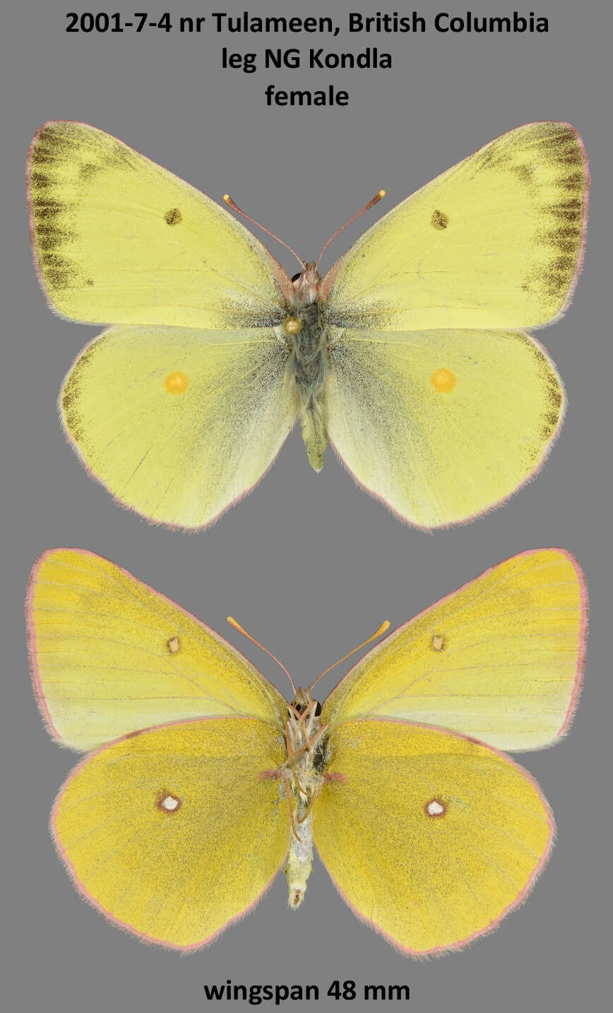 صورة Colias occidentalis Scudder 1862