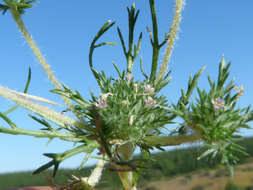 Image of Navarretia involucrata Ruiz & Pav.