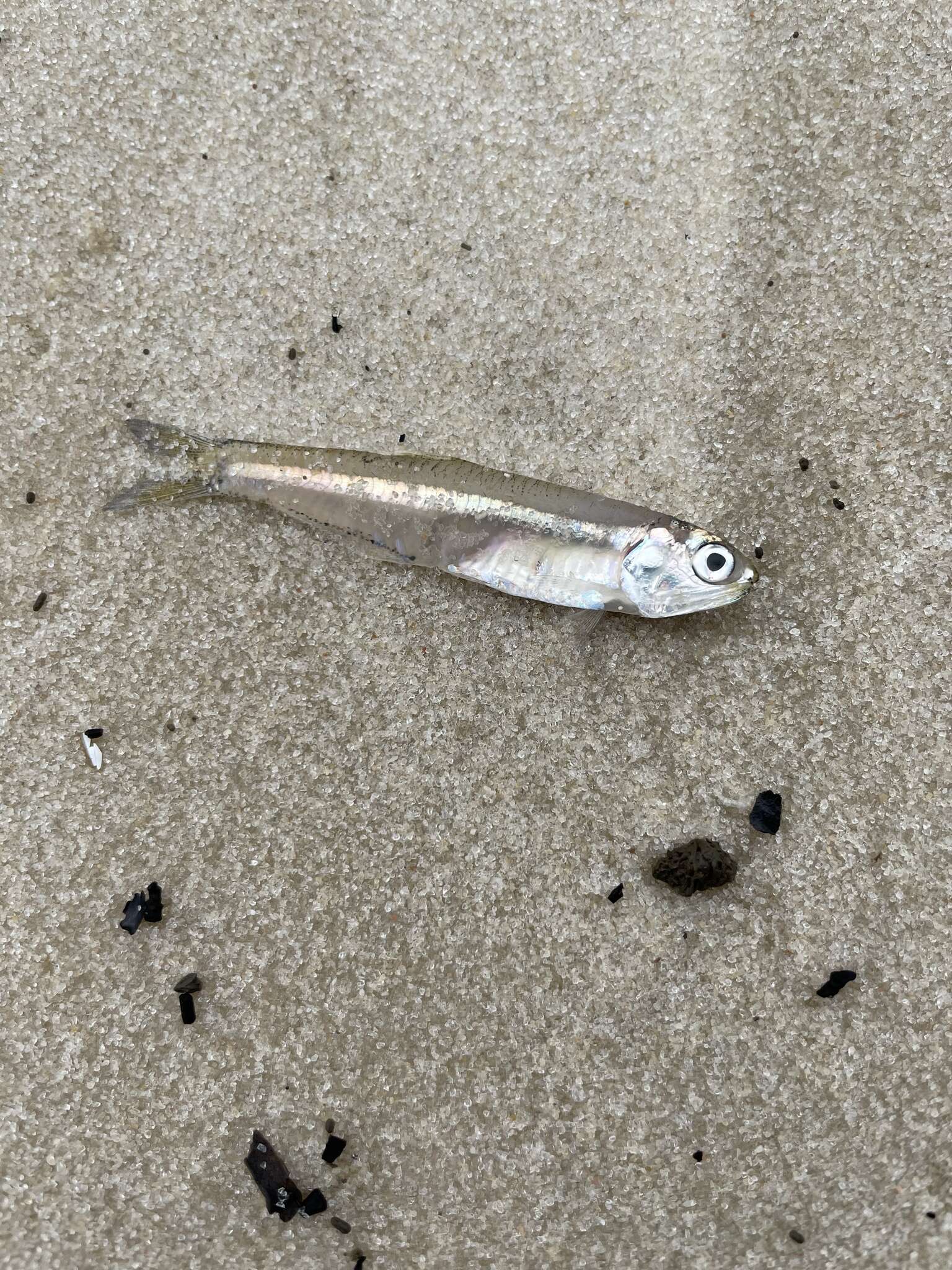 Image of Broad-striped Anchovy