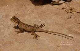 Image of Common agama