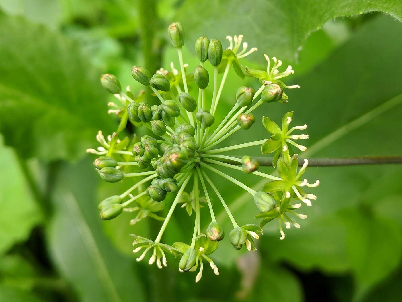 Image of Blue Ridge carrionflower