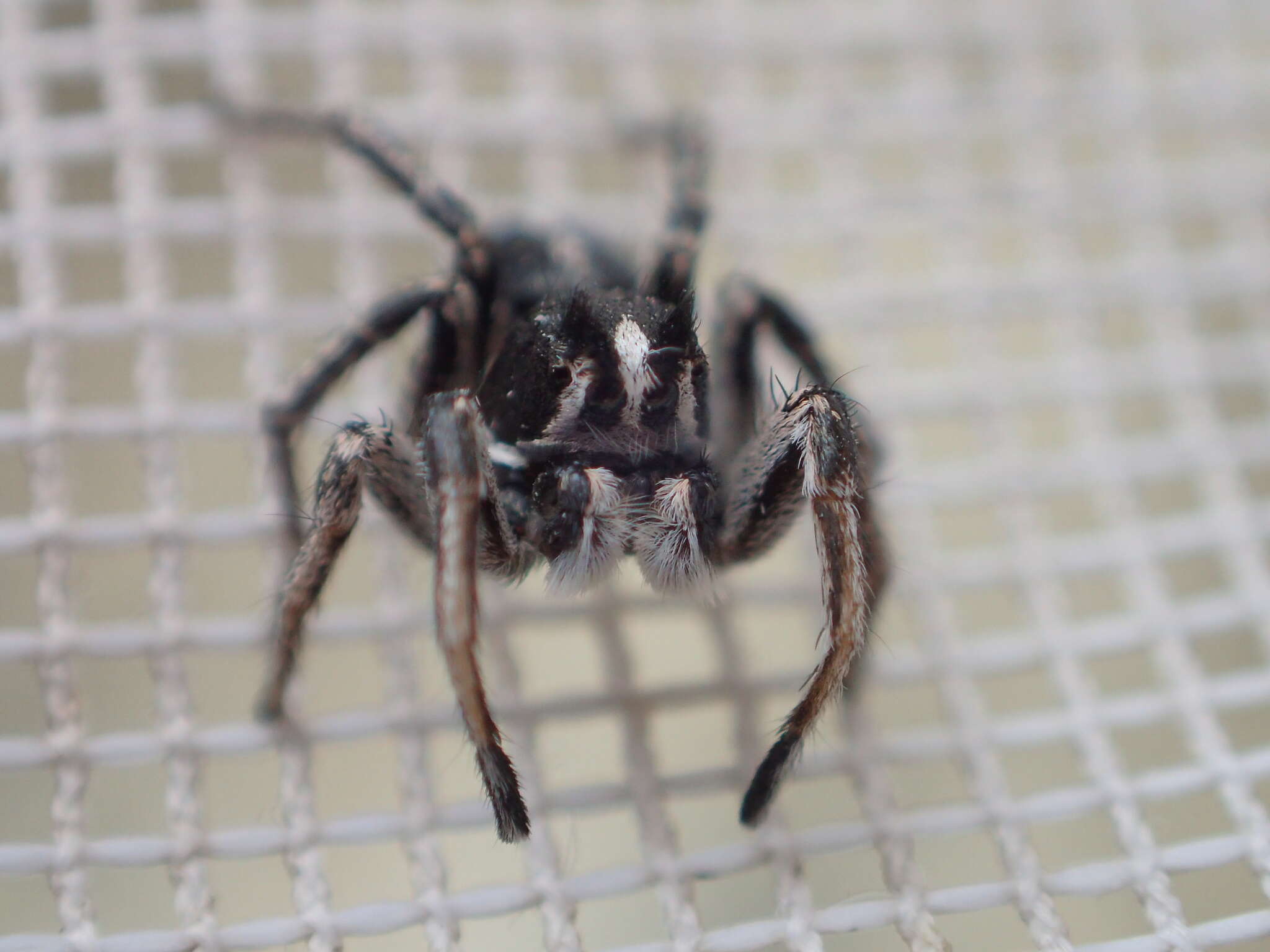 Image of Habronattus sansoni (Emerton 1915)