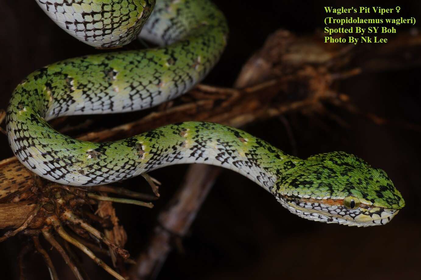 Image of Wagler's Keeled Green Pit Viper