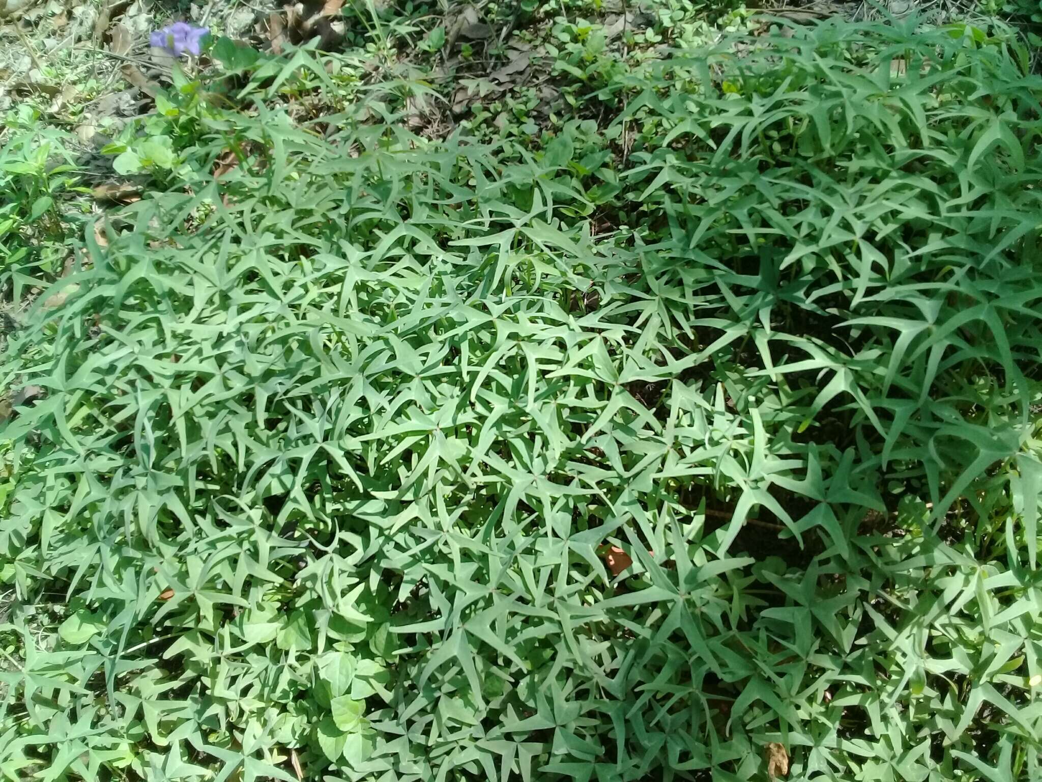 Imagem de Oxalis latifolia subsp. vespertilionis (Zucc.) A. Lourteig