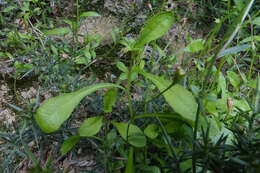 Image of Wahlenbergia rupestris G. Simpson