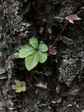 Image of Tetrastigma obtectum (Wall. ex Lawson) Planch. ex Franch.