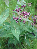 Imagem de Asclepias cordifolia (Benth.) Jepson