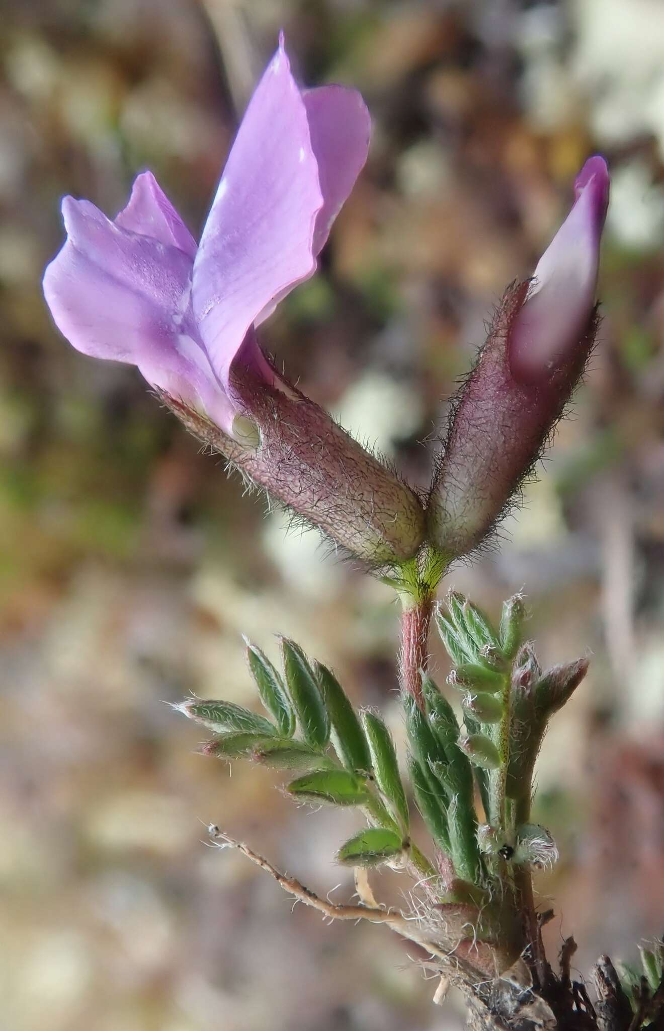 Image of blackish oxytrope