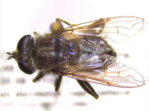 Image of Arctosyrphus willingii