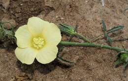 Image of Hibiscus palmatus Forsk.