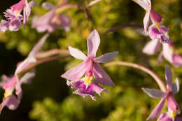 Слика од Epidendrum calanthum Rchb. fil. & Warsz.