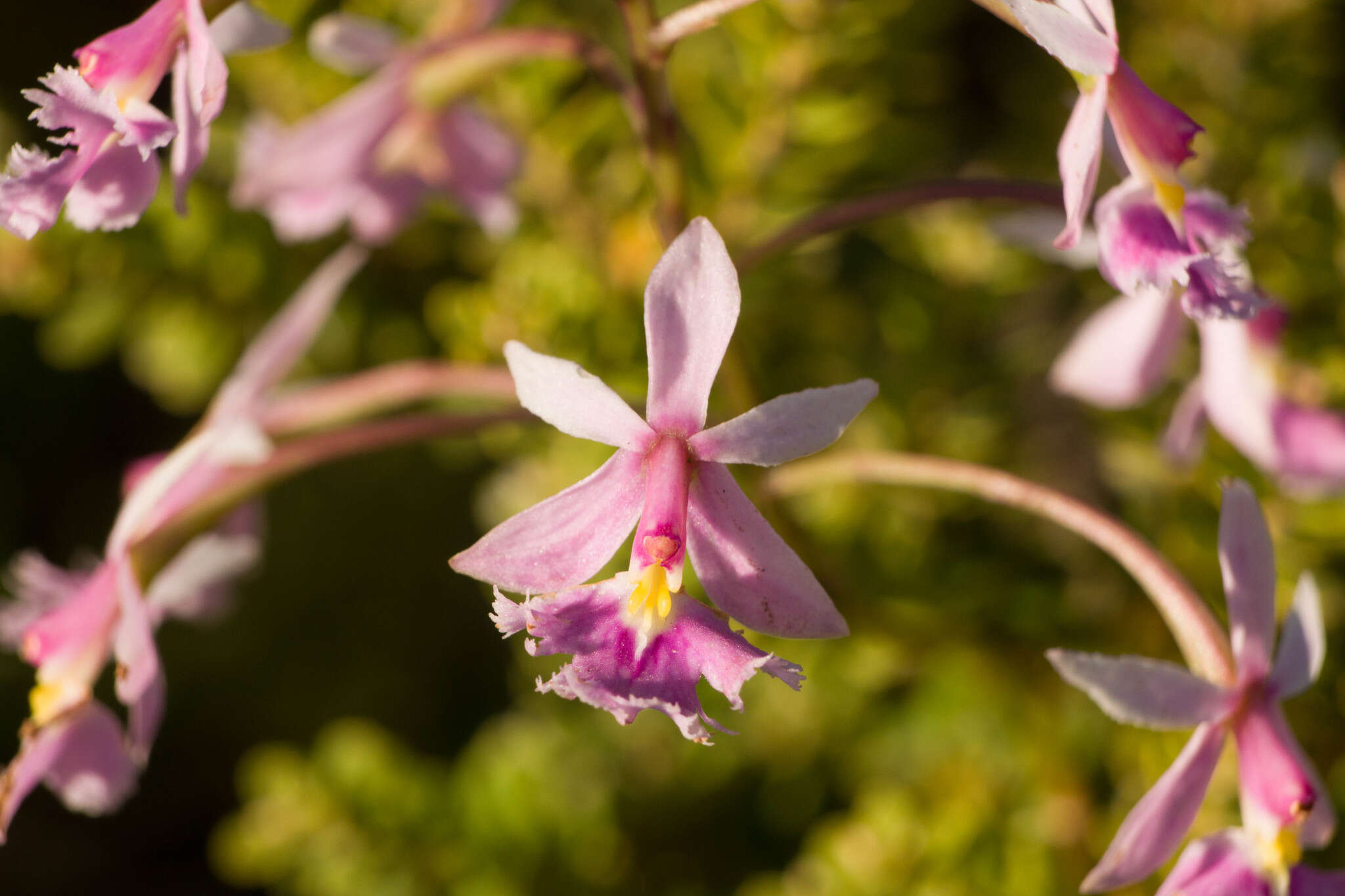 Слика од Epidendrum calanthum Rchb. fil. & Warsz.