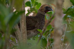 Image of Brazilian Chachalaca