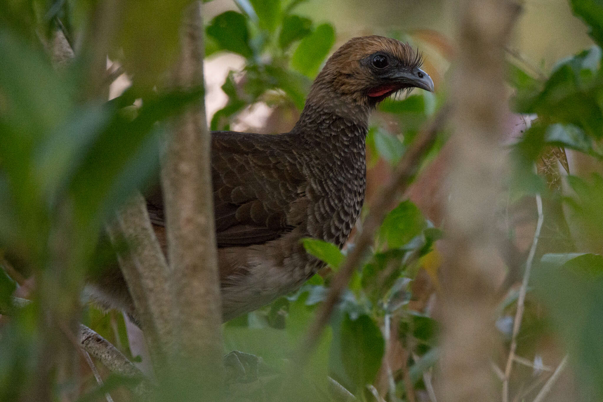 Image of Brazilian Chachalaca