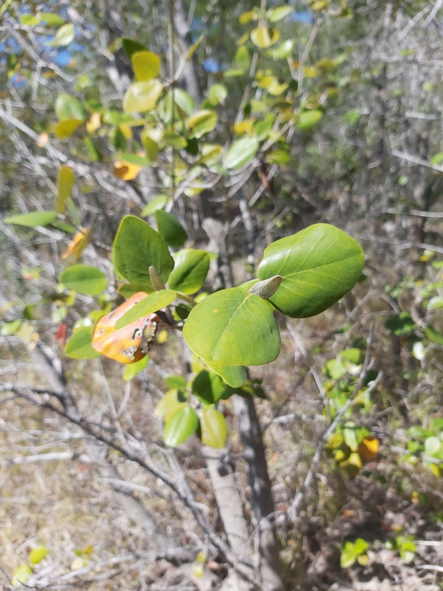 Plancia ëd Androstachys johnsonii Prain