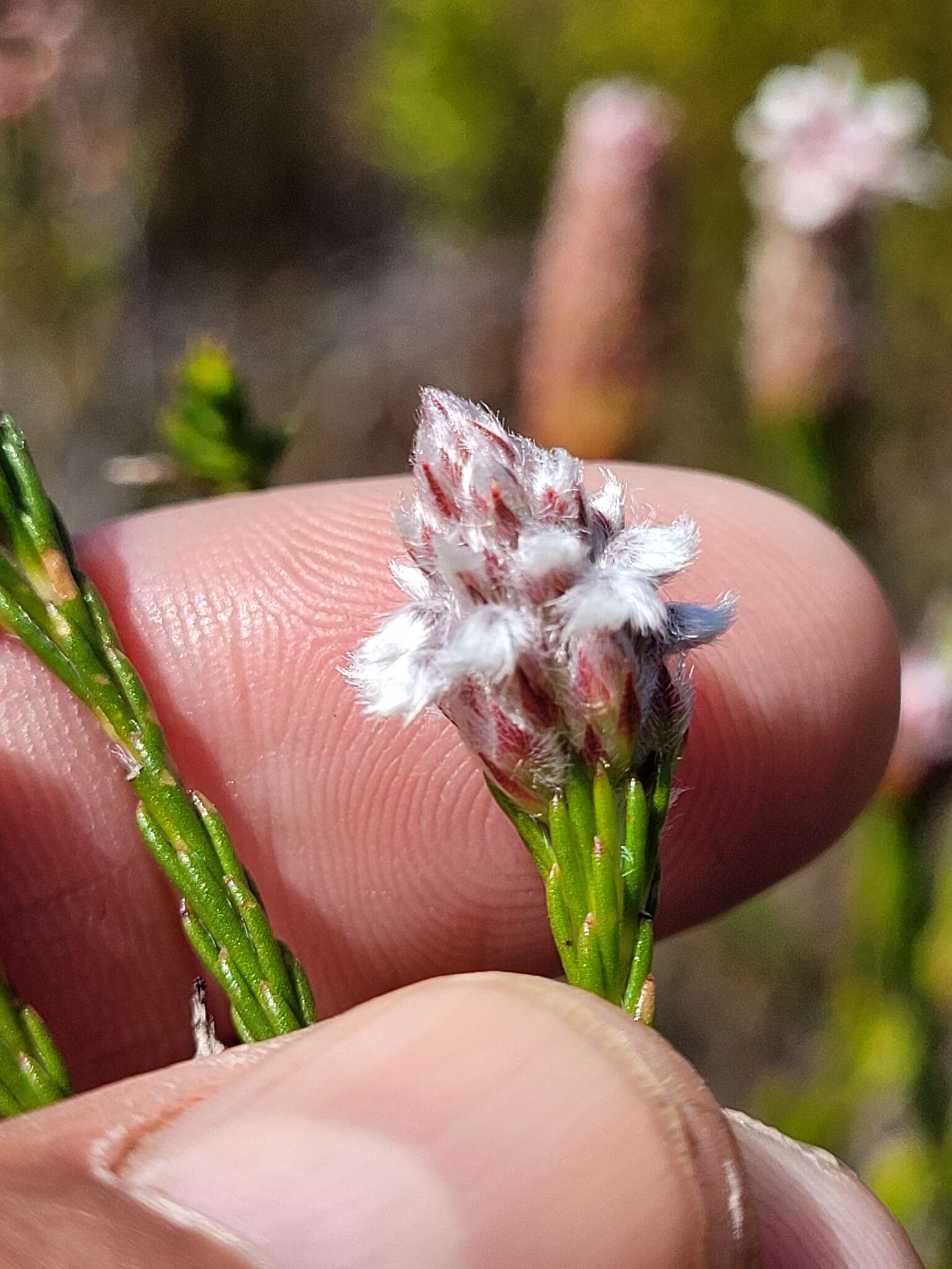 Image of Spatalla ericoides Phillips