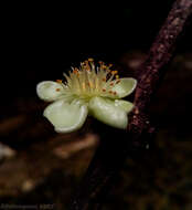 Image of Garcinia pervillei (Planch. & Triana) Vesque