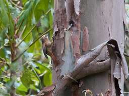 Image of Creamy-crested Spinetail