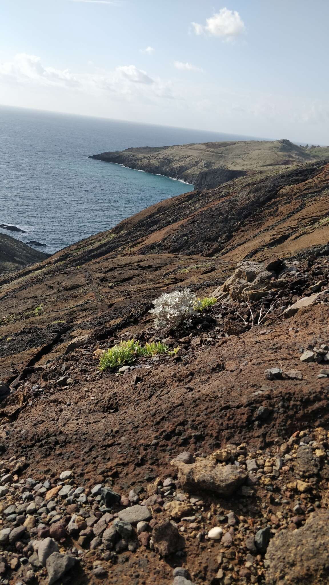 Image of Helichrysum obconicum DC.