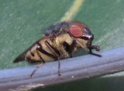 Stomorhina discolor (Fabricius 1794) resmi