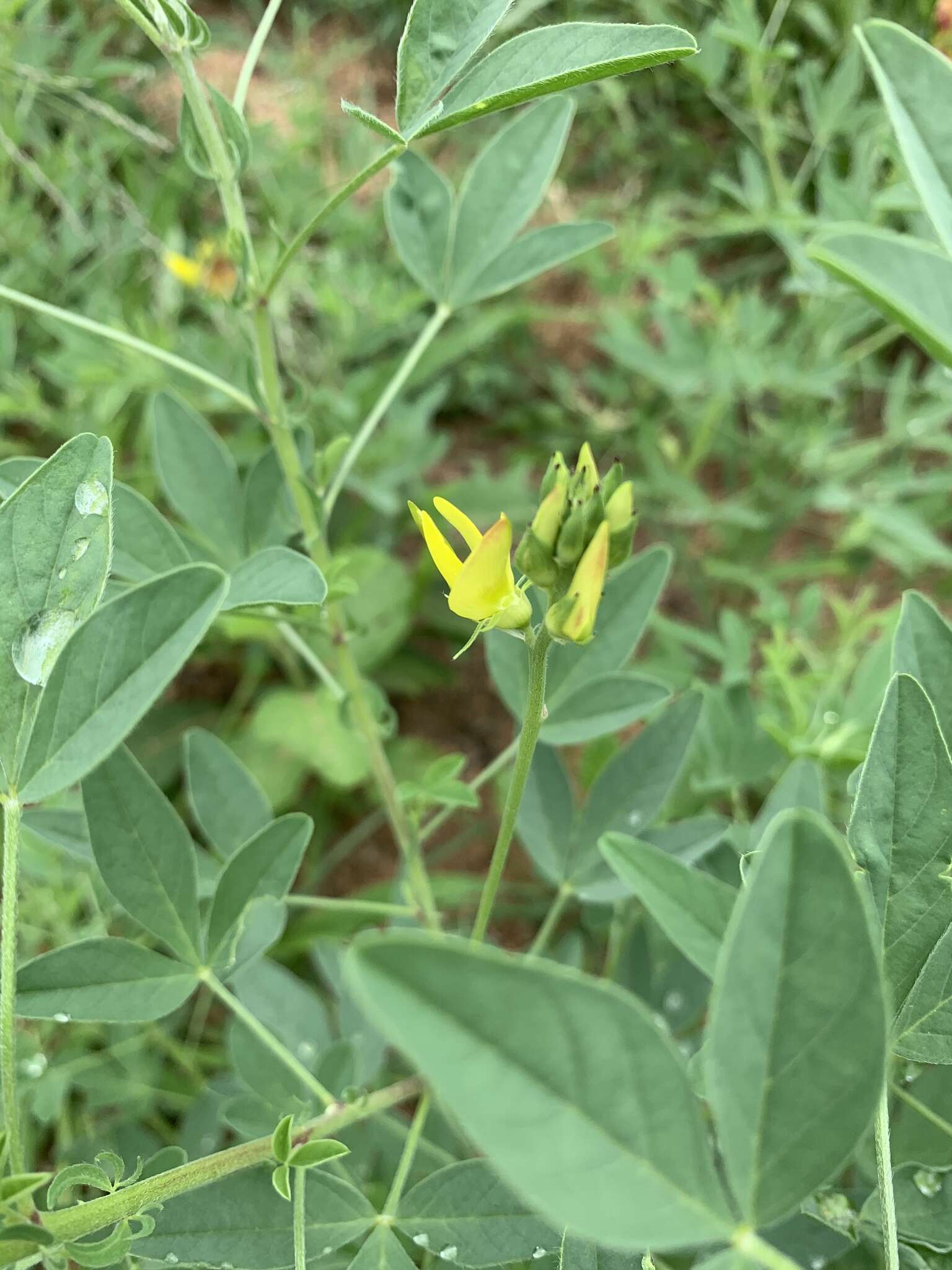 Image of Crotalaria damarensis Engl.