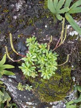 Image of Peperomia leptophylla Miq.