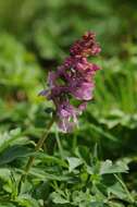 Слика од Corydalis cava (L.) Schweigger & Koerte