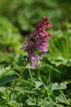 Слика од Corydalis cava (L.) Schweigger & Koerte