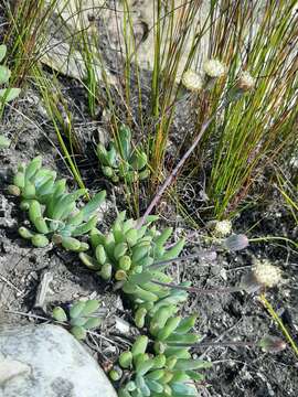 Image of Curio talinoides (DC.) P. V. Heath