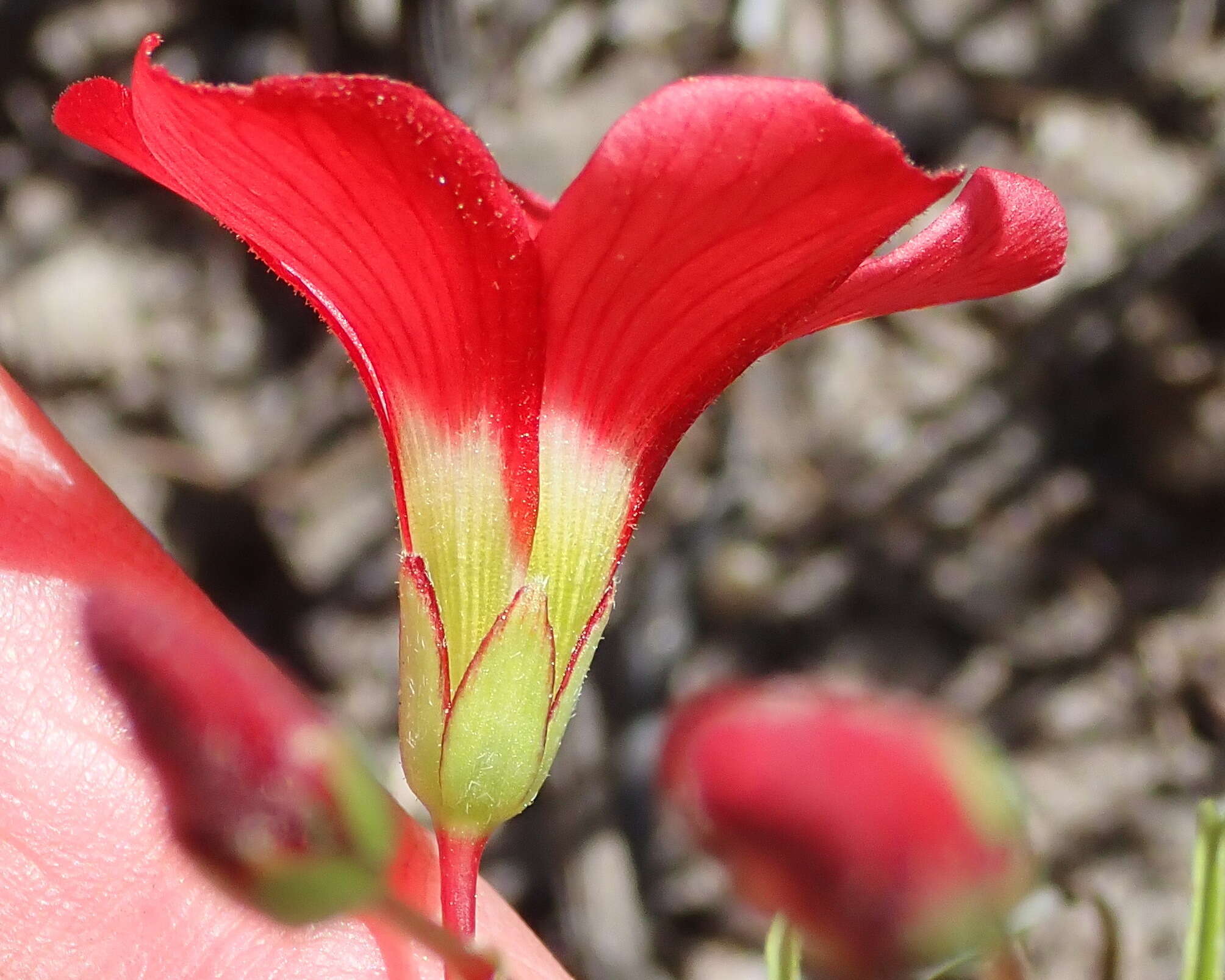 Sivun Oxalis pendulifolia Salter kuva